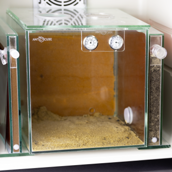 Ant Incubator